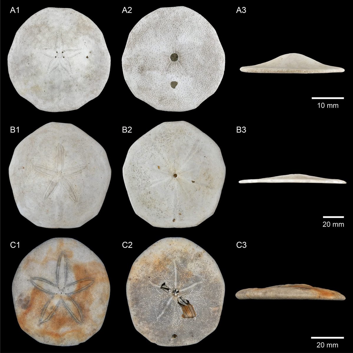 Chia-Hsin Hsu 許家昕 tweet media