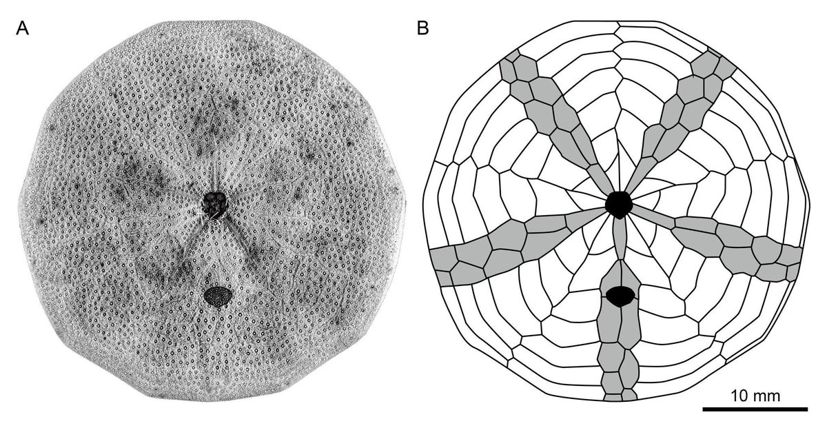 Chia-Hsin Hsu 許家昕 tweet media