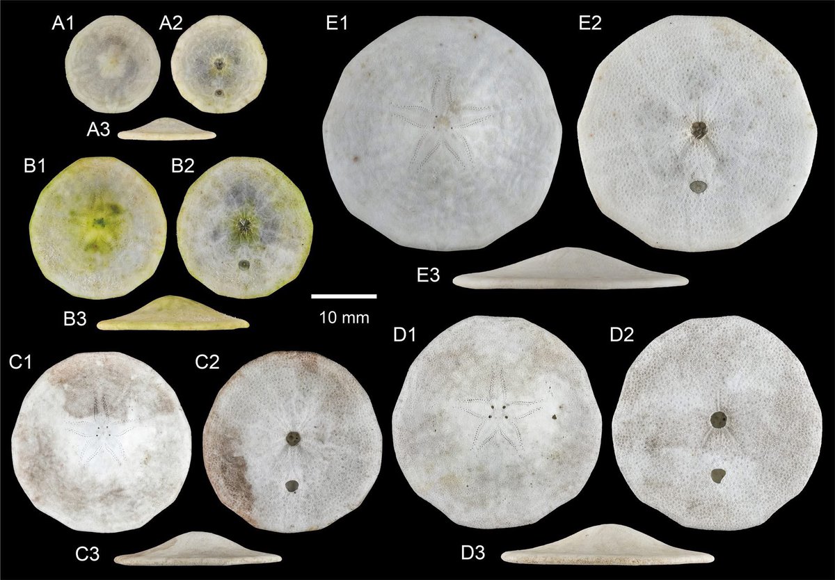 Chia-Hsin Hsu 許家昕 tweet media