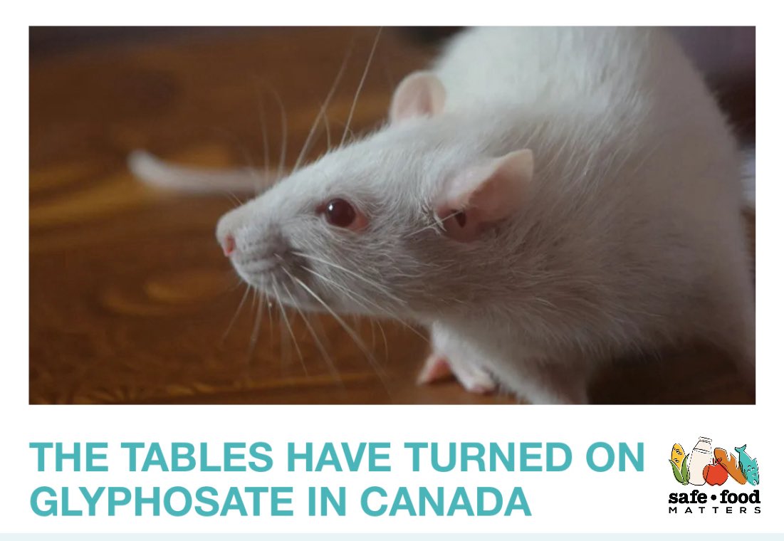 SafeFoodMatt's tweet image. 🚨 The Tables Have Turned on #Glyphosate in Canada

A key review used by Health Canada to claim glyphosate is low-risk has been retracted, undermining its cancer conclusion.
Safe Food Matters is calling for its removal from use in Canada.

🔗 safefoodmatters.org/2025/12/05/the…