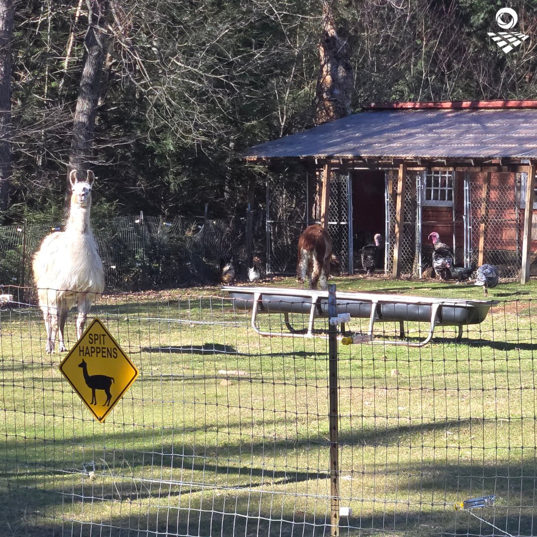 We install solar racking in a variety of environments, but this is a first. 😂😂 Do you think our observer was impressed with our work?