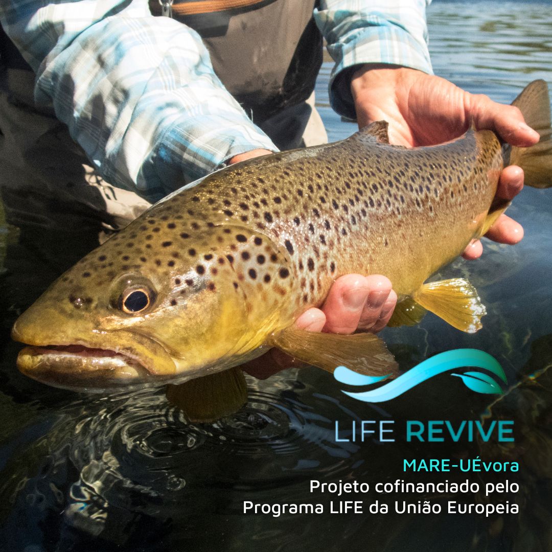 MAREscience's tweet photo. MARE is pleased to announce the launch of the LIFE REVIVE project, an innovative initiative with a significant environmental impact, aimed at improving the ecological status of the Lima and Vouga river basins

Find out all about it on the MARE website 👇
https://t.co/x1LWbXd913 https://t.co/fpXKbWXQvG