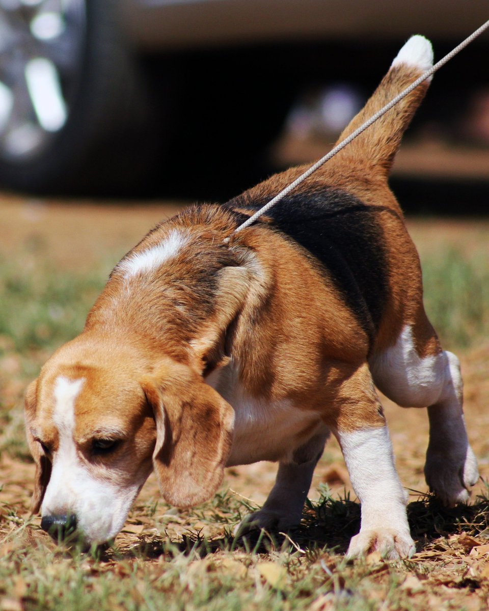 thesopawsome's tweet photo. My beagle's ability to find the best napping spots is truly impressive. ๐ค #NappingDog #BeagleLife #ComfortDog #BeagleLove #BeagleNation https://t.co/mFYQihRJEs