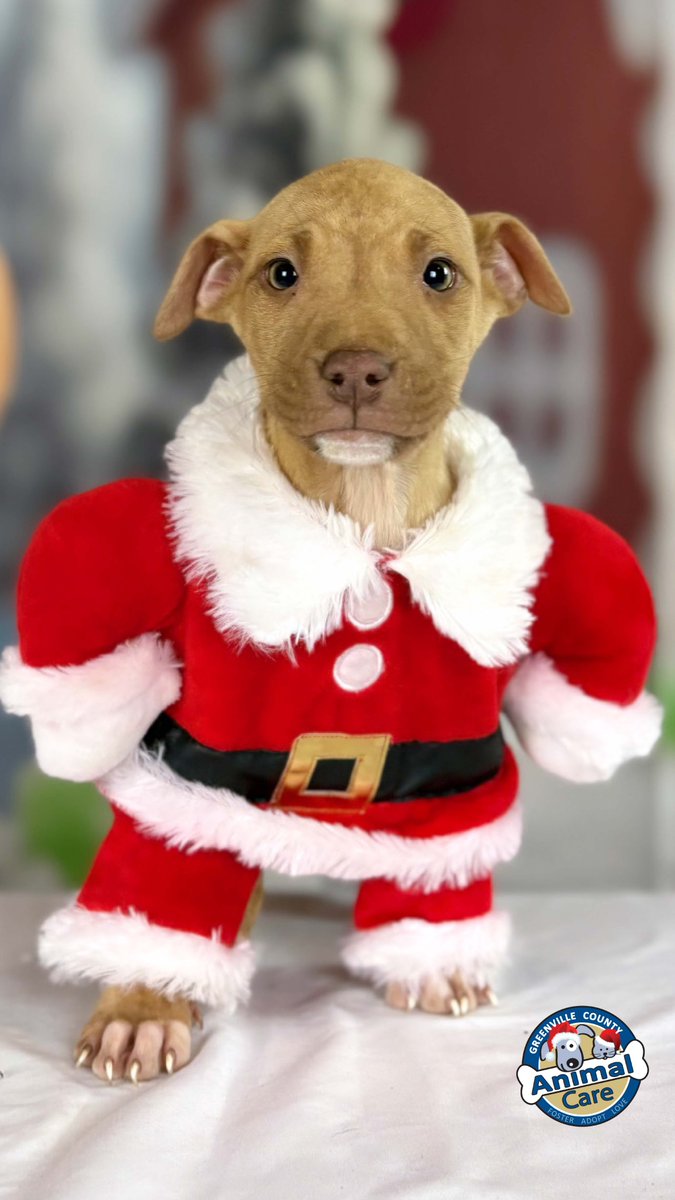 😍Adorable Holiday Pet ALERT! ❤️⁠
⁠
📷️We are having soooo much fun taking awesome Christmas photos that we feel we must share (oh, we got plenty of fun ones we will share all month)!⁠
⁠
Yes, our models are all Animal Care dogs and want to meet you.⁠
Adoptions are FREE!⁠