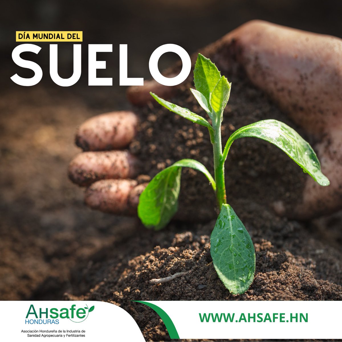 Ahsafe1's tweet photo. Día Mundial del Suelo

El suelo sano es la base de la producción sostenible, la seguridad alimentaria y el bienestar rural. 

AHSAFE, reafirma  su compromiso con la conservación, la restauración y el uso responsable de este recurso vital. 

Cuidar el suelo es cuidar el futuro. 🤝 https://t.co/rkZdoeNI25