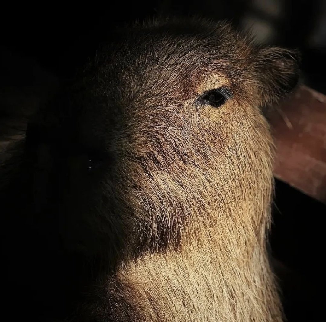 Tom d'Avignon tweet media