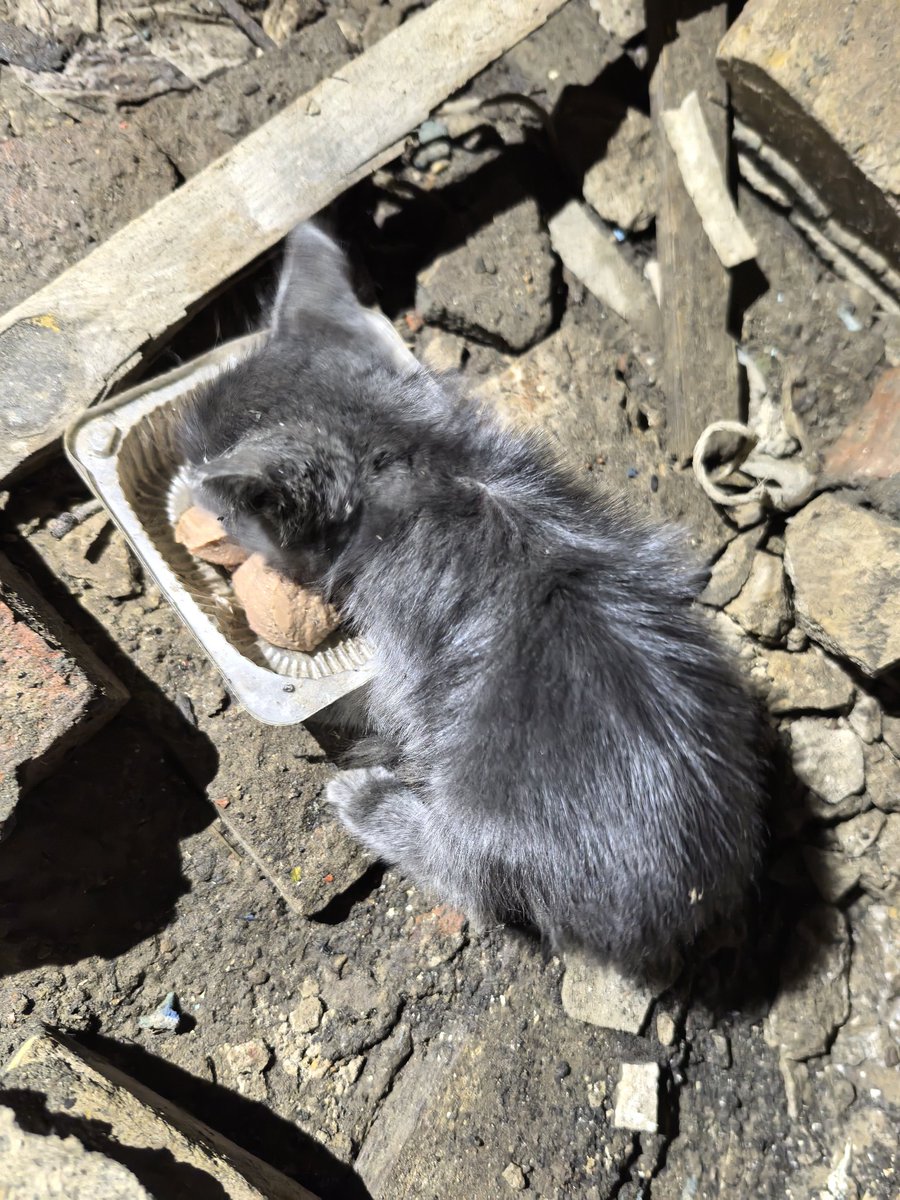 cockoroach_mom's tweet image. Калуга и окрестности, кому маленьких котов? К сожалению, диких, блохастых, подвальных, но потенциально очень красивых и замечательных. Всего 2 шт., в руки дался один. Едят "взрослый" корм. Себе взять не могу, но если надо — поддержу финансово в умеренных размерах. Репост.