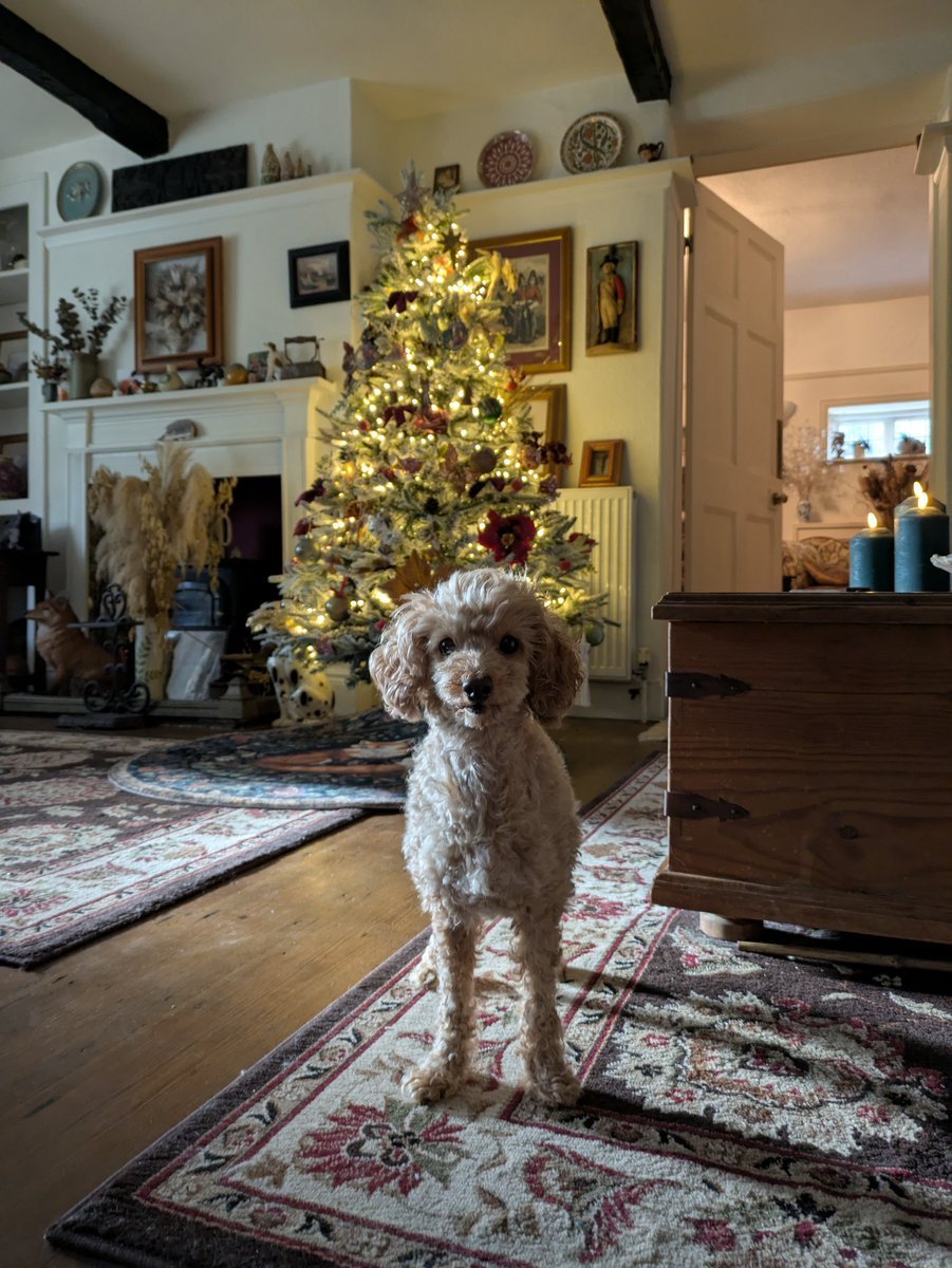 🌱Evergreen Em 🌻 tweet media