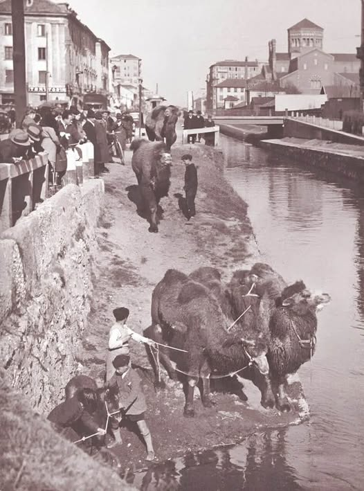 pierpi13's tweet photo. Milano 1937.  Avrebbero mai immaginato i nostri avi che il canale della Martesana,  concepito come via di comunicazione e per irrigazione dei campi, sarebbe servito anche come abbeveratoio per cammelli? E’ invece e’ successo!  Siamo in via Melchiorre Gioia, nelle vicinanze della chiesa di Sant’Agostino di via Copernico, ed il proprietario di un circo che aveva fatto mettere il tendone nelle vicinanze, ha pensato bene di far portare i suoi cammelli a dissetarsi nel canale!