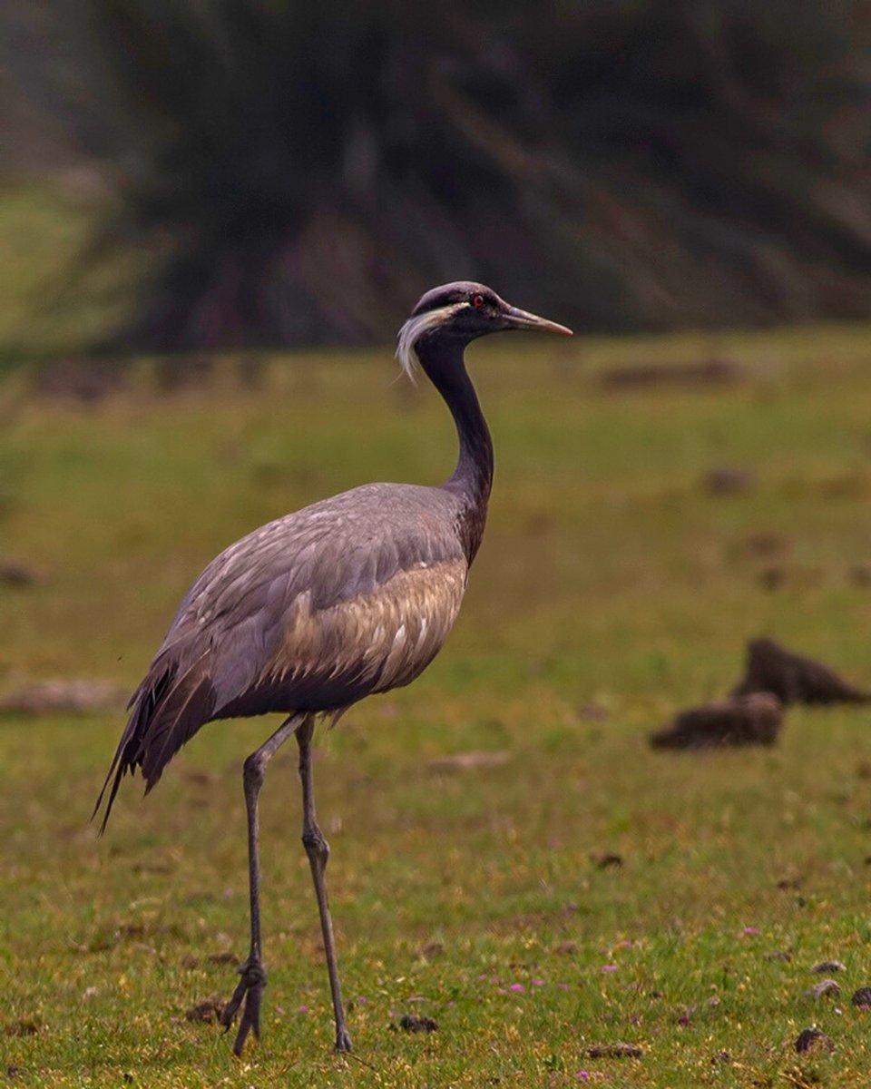 Birbirinden farklı sesleri, renkleri ve süzülüşleriyle doğamıza ayrı bir güzellik katan kanatlılar… 🌿🕊️ 

Doğa, onların varlığıyla çok daha güzel! 

Erguvani Balıkçıl 
Suna 
Kaşıkçı 
Turna

<a href="/TCTarim/">T.C. Tarım ve Orman Bakanlığı</a>