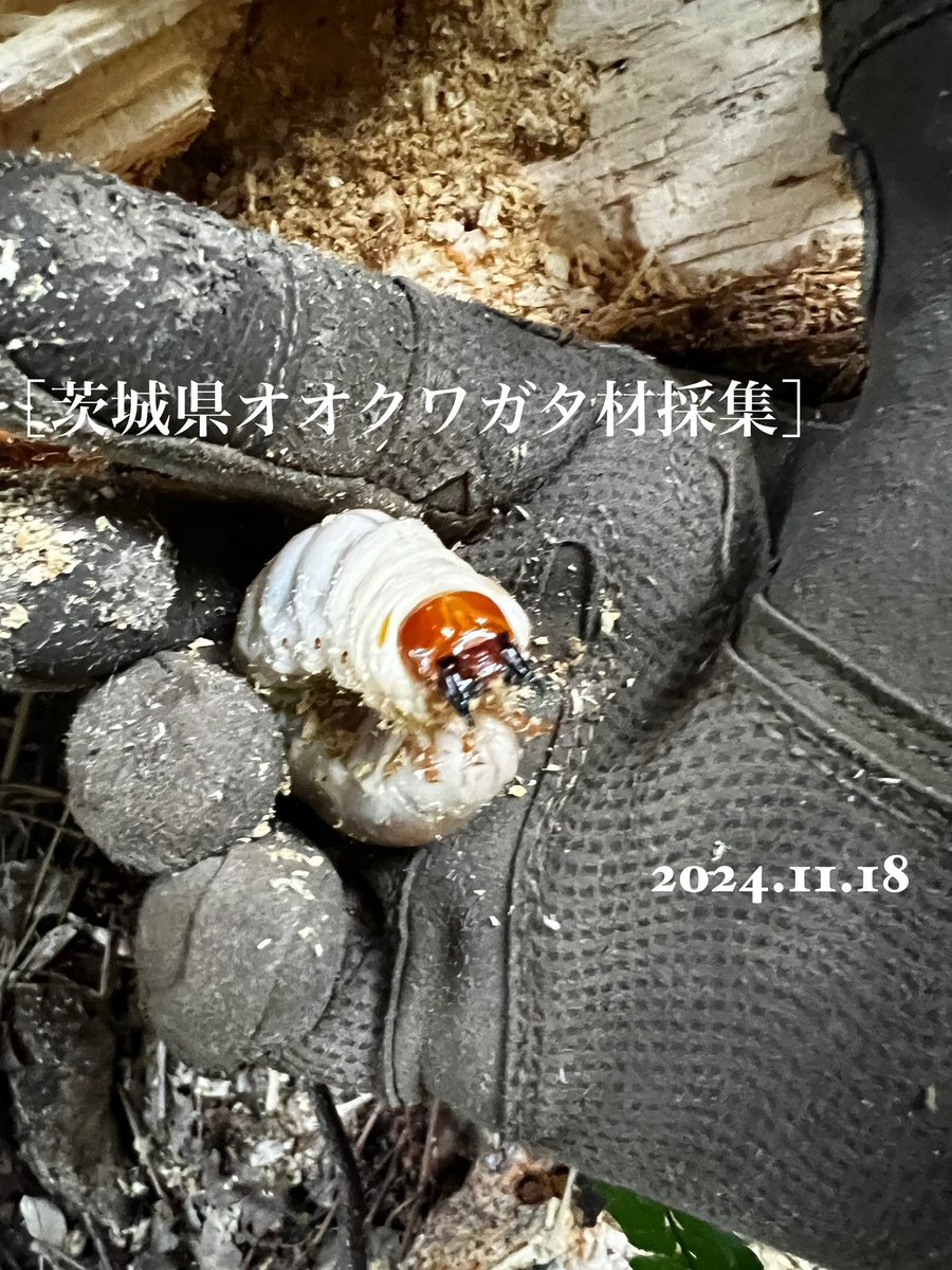 2024.11.18
［茨城県オオクワガタ材採集］

youtu.be/UM4bSzfh28A?si…