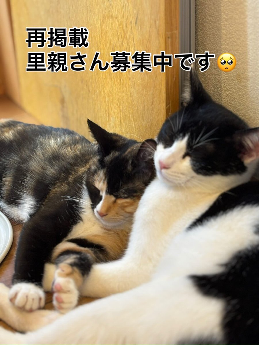 yoga3141's tweet photo. 【子猫の里親さん募集中です】保護して2ヶ月程…少し大きくなってきました。生後5ヶ月位かと？白黒ハチ（オス）、サビ三毛（メス）を大切に家族にしていただける方いらっしゃいませんでしょうか。すくすくと元気に成長しております。穏やかで仲良し！会う日程は応相談、先ずはDMください😊 https://t.co/s1zE9fka6o