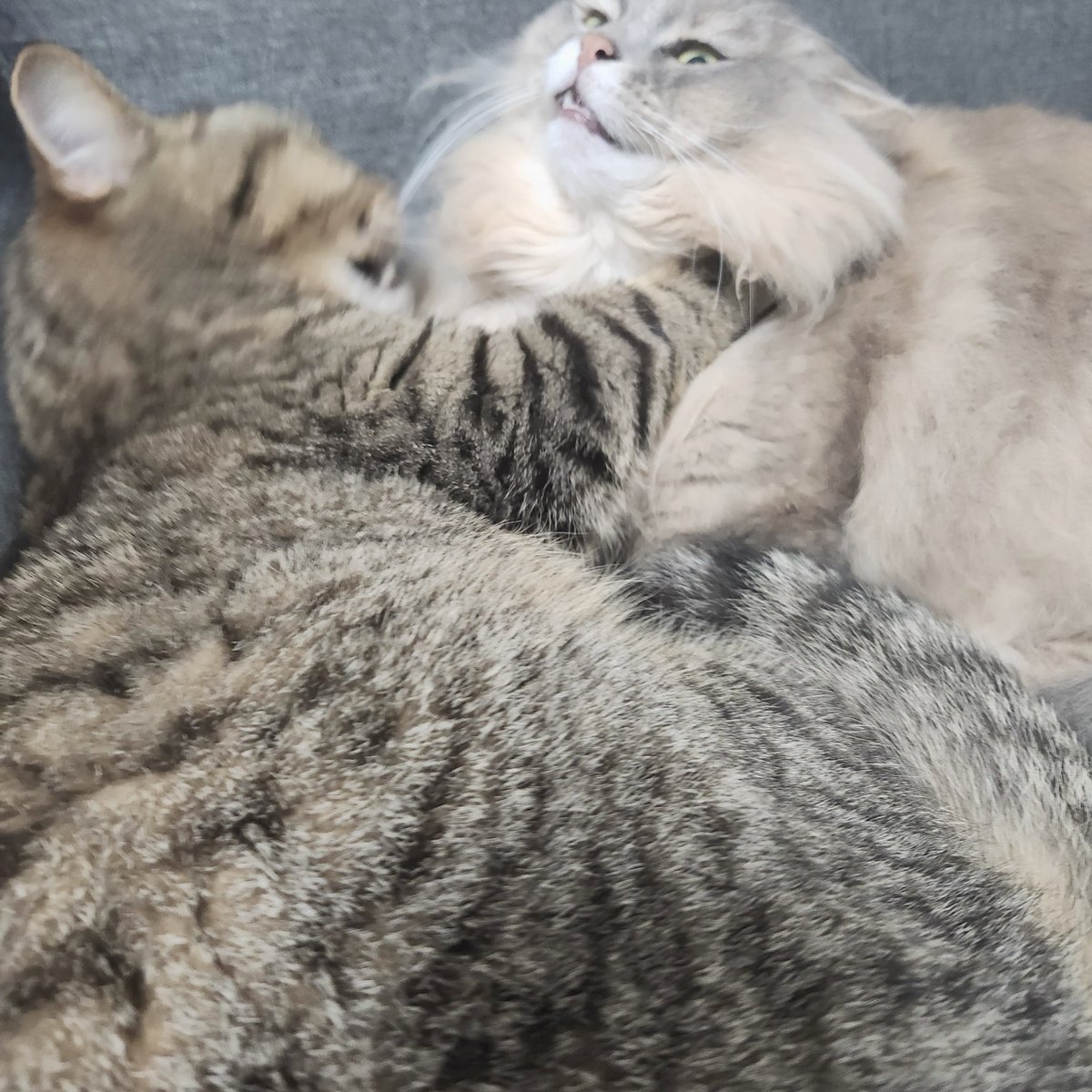 ナズナとスズナ🌱 (@fwfwnzn) / Posts / X