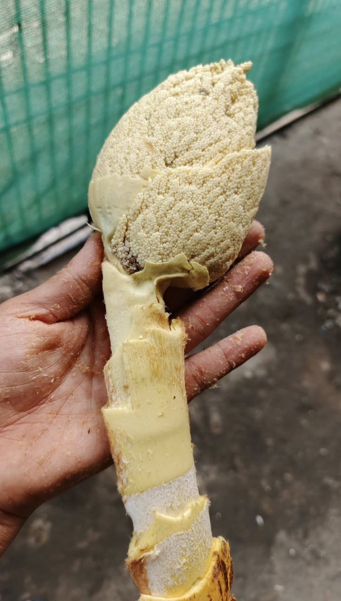 Suyuyan2002's tweet image. 这个中文叫什么？