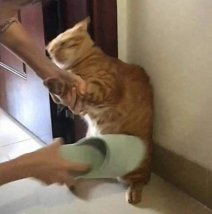 Everything feels too quiet… that’s suspicious 
twitch.tv/afrecus
twitch.tv/afrecus
twitch.tv/afrecus
#catsara #twitchgaming #twitchstreamer #twitchclips #TWITCHSTTREAMING #fypシ #Playing