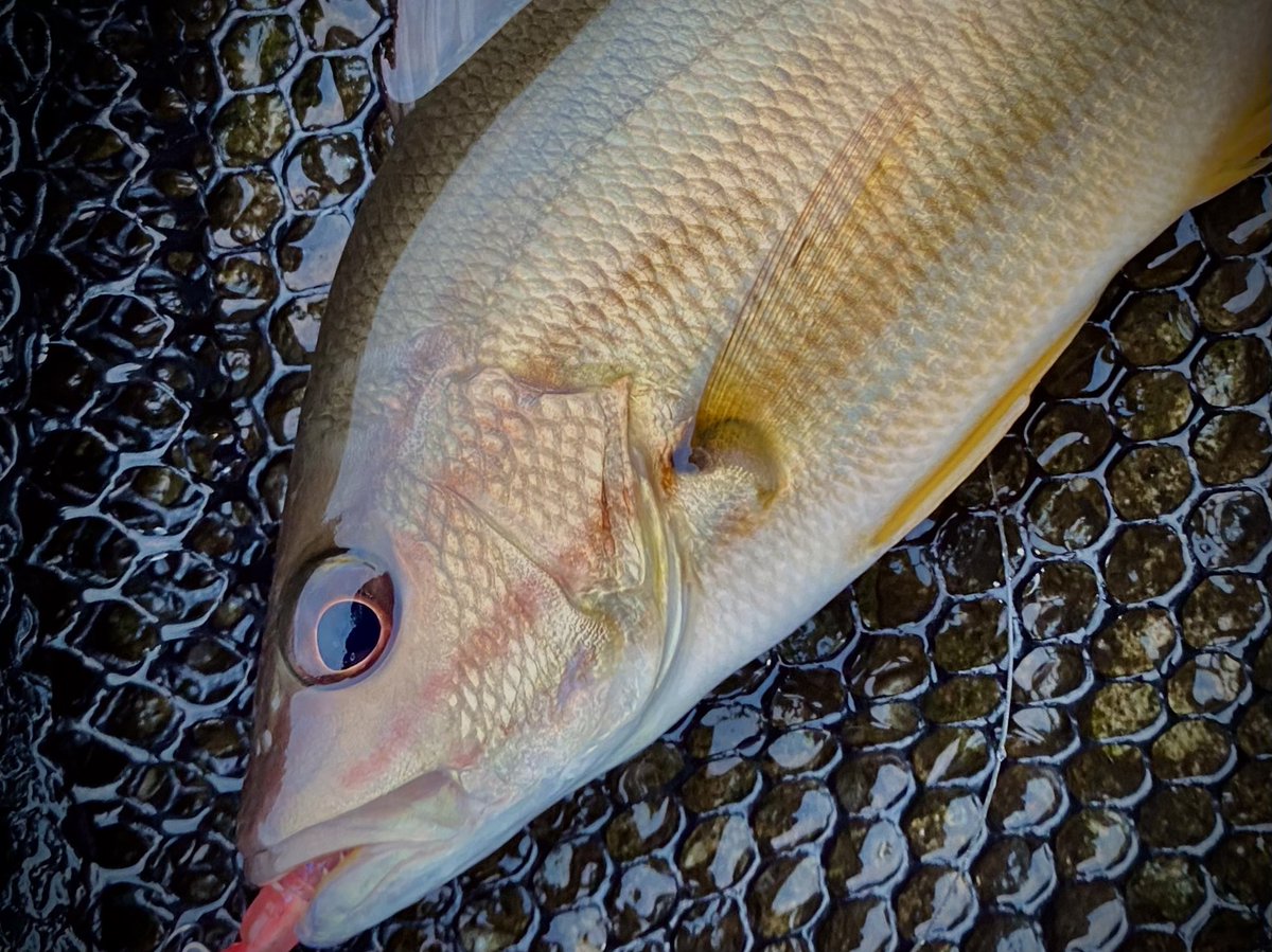 yatu2525's tweet photo. 今週はどんな魚に会えるかな https://t.co/iUyceTh209