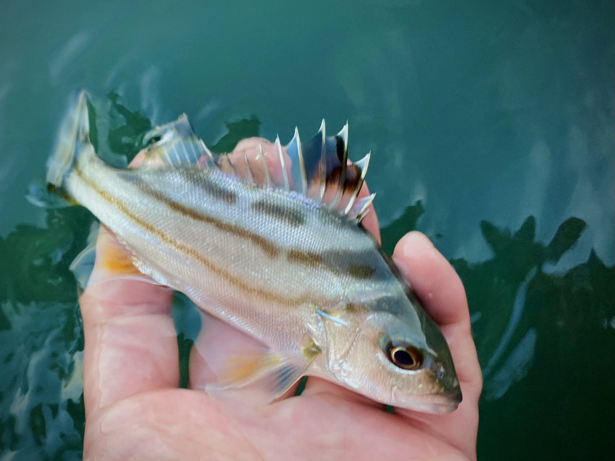 yatu2525's tweet photo. 今週はどんな魚に会えるかな https://t.co/iUyceTh209