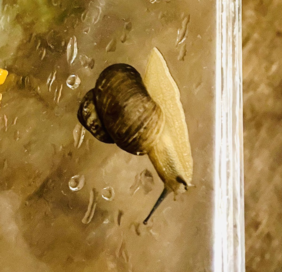 スズカSuzuka🗾🐌 (@pTeLaNOGHRtRPQ6) / Posts / X