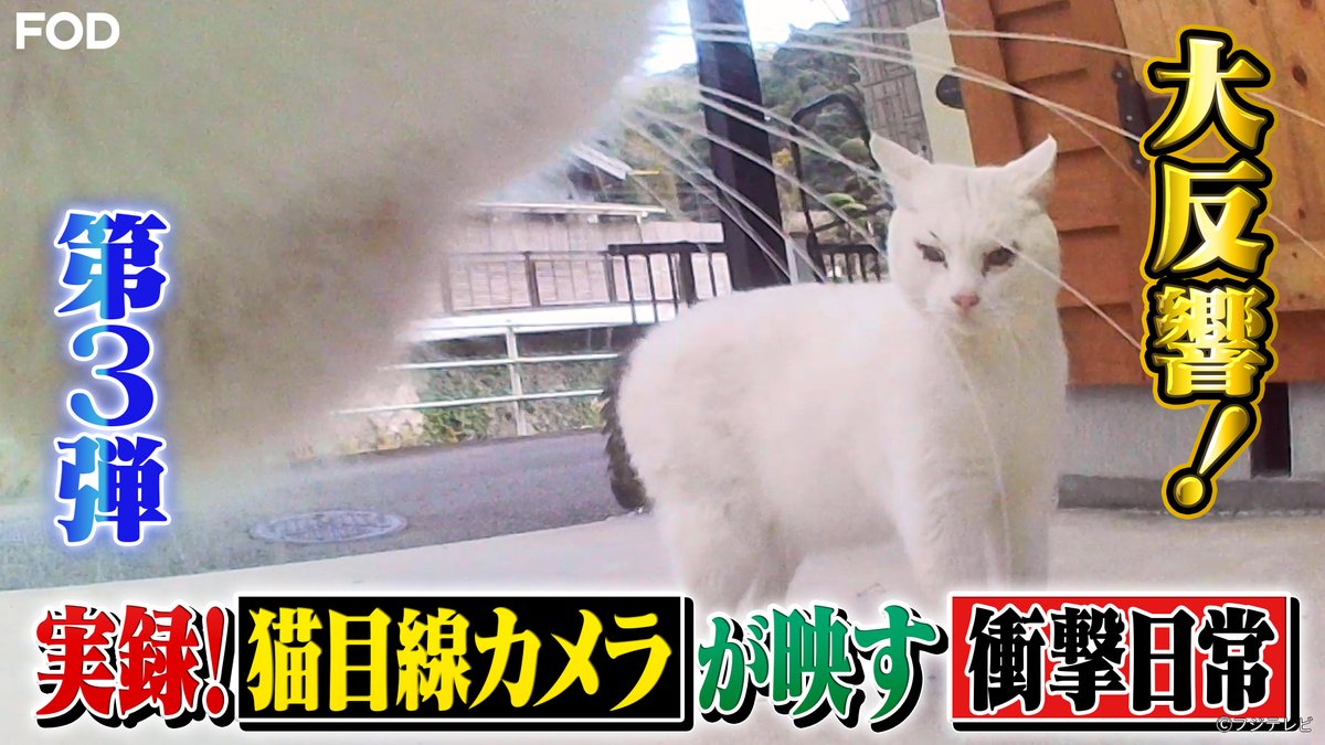 坂上どうぶつ王国』 2025/12/5放送 見逃し無料配信開始！🆓 🐾大反響