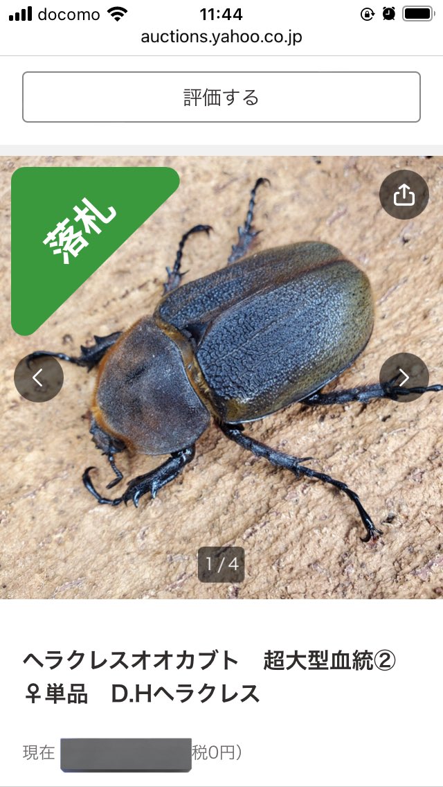 herahera_diary's tweet photo. ♂162.2mm(AOH 56 1st 
(種♂G-OAKS x SDU-D(momo835同腹)) x (親♀Gibson 675. 1st-A))

x

♀71.6mm(SDU-A 11. 大和 x 大和)

—-

♂はchaserさんよりビーマニで購入。
♀はセイテツさんよりヤフオクで購入。 https://t.co/jYqXOb7MKa