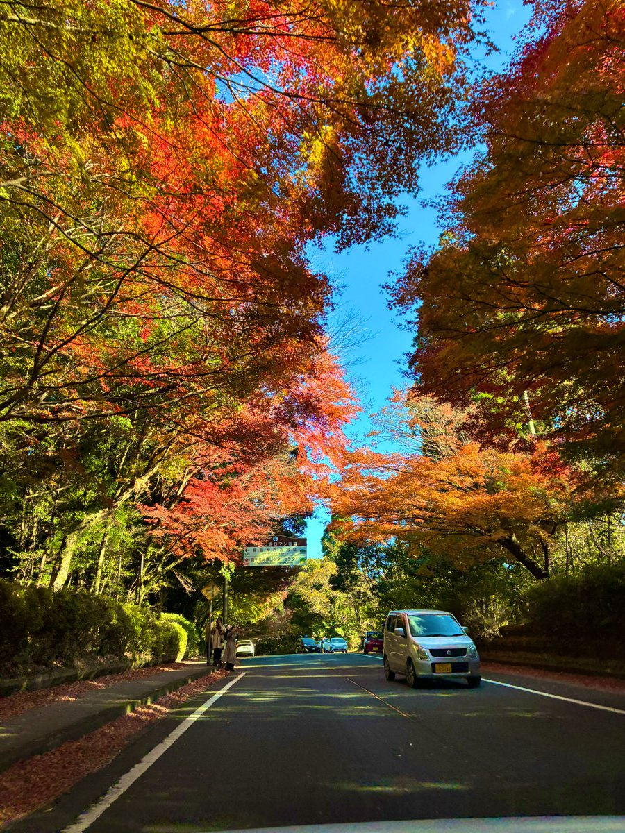 kuma_counselor's tweet photo. 【霧島の紅葉🍁今が“トンネル期”】
✔ 場所：霧島神宮そば 国道223号  
✔ 特徴：赤〜黄色のグラデーションが道をすっぽり覆う“紅葉トンネル”  
✔ 楽しみ方：車ならそのままドライブ歩きなら写真撮り放題
鹿児島で「秋っぽい写真撮りたい人」はとりあえずここ押さえとけばOK。あと数日で終わるかもなので見たい人は本当に急いで。  
#霧島 #紅葉スポット #映えドライブ