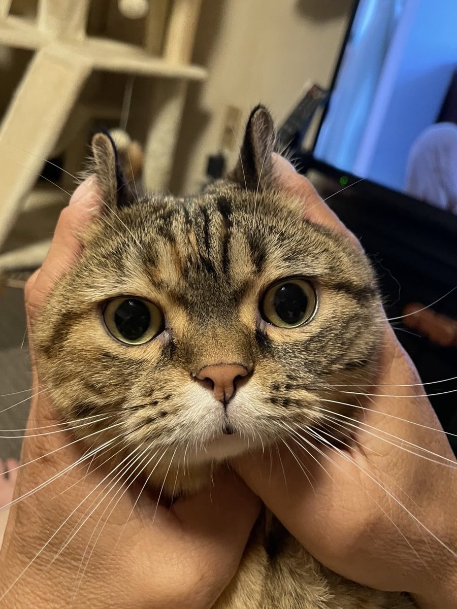 kinghearts666's tweet photo. 今宵コールドムーン🌕
🐰ウサギさんつかまえましたww
#猫
 #猫のいる暮らし https://t.co/2KIlSPb0ft