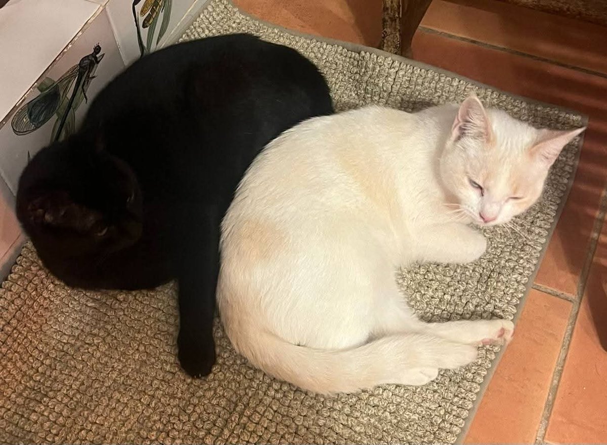 Neinei_art's tweet image. La señora que prometió cuidarnos encontró otro hogar y no nos quiso llevar con ella.
Dió unos días de margen y si no nos abandonaba en la calle.

Y eso hizo. Se fue y nos dejó en la calle. Allí estuvimos desaparecidos varios días pero Alejandra no dejó de buscarnos.

Ahora…