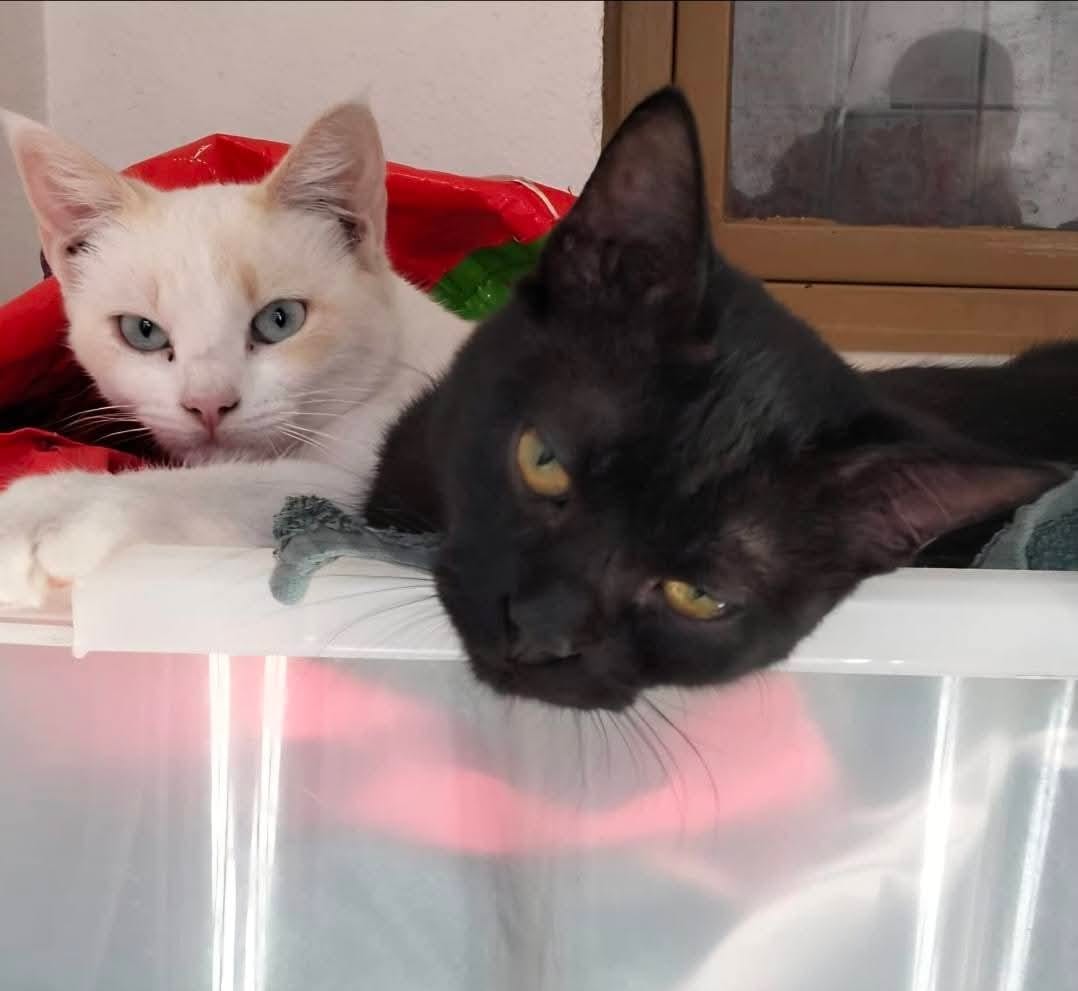 Neinei_art's tweet image. La señora que prometió cuidarnos encontró otro hogar y no nos quiso llevar con ella.
Dió unos días de margen y si no nos abandonaba en la calle.

Y eso hizo. Se fue y nos dejó en la calle. Allí estuvimos desaparecidos varios días pero Alejandra no dejó de buscarnos.

Ahora…