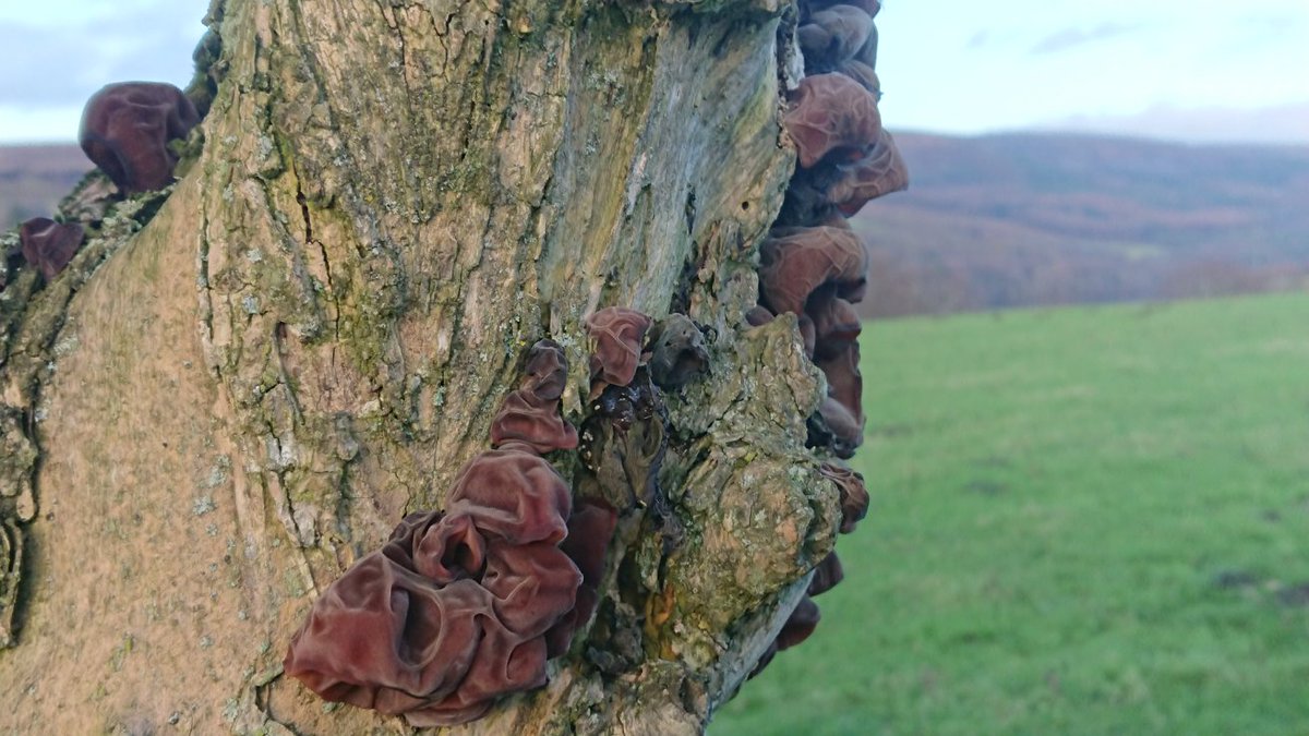 Dr Janet Lees tweet media