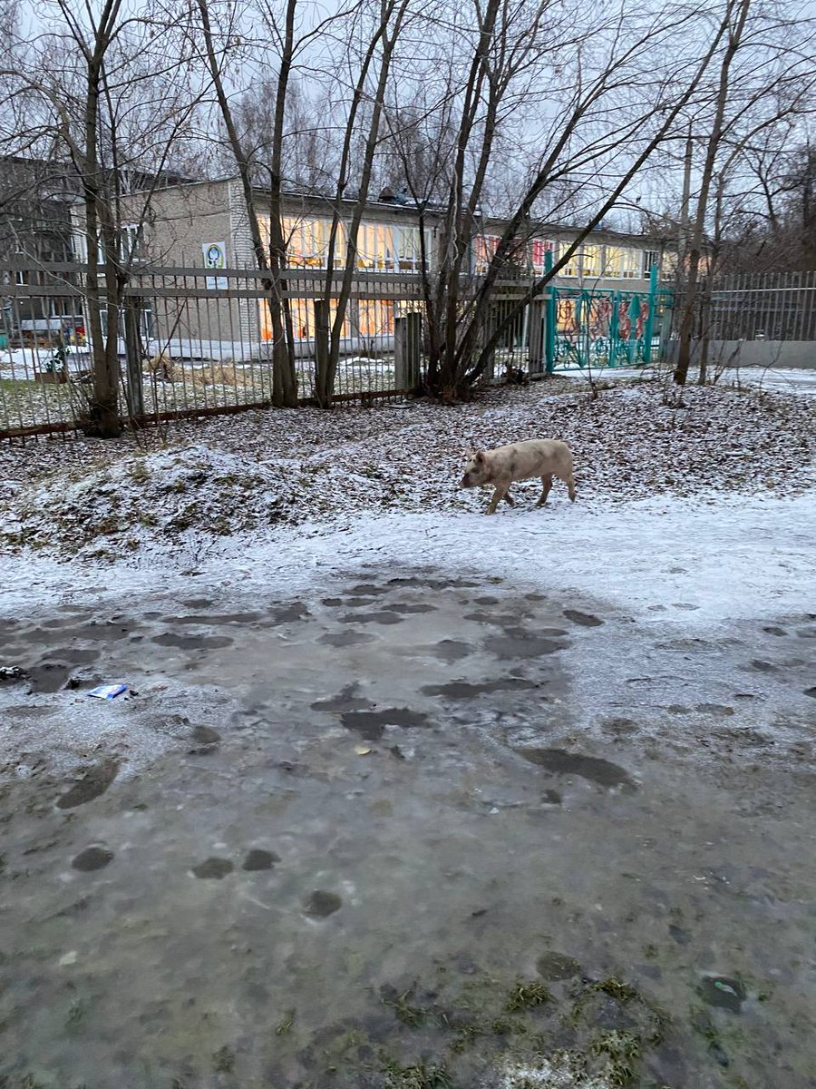 🐷 Свиньи продолжат терроризировать Ревду. Подробности: t.me/RU66RU/74325
