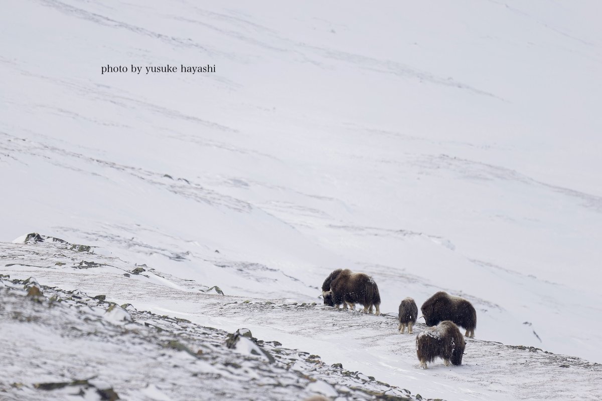 林祐介 自然写真家 / Youtube33000人 (@ratok_7) / Posts / X