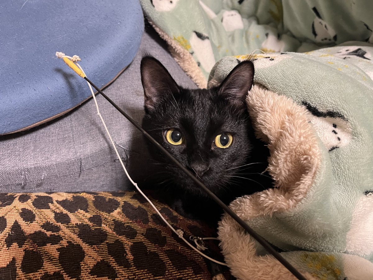 最近撮ったいいカメラ目線のやつ
かわいいって言え