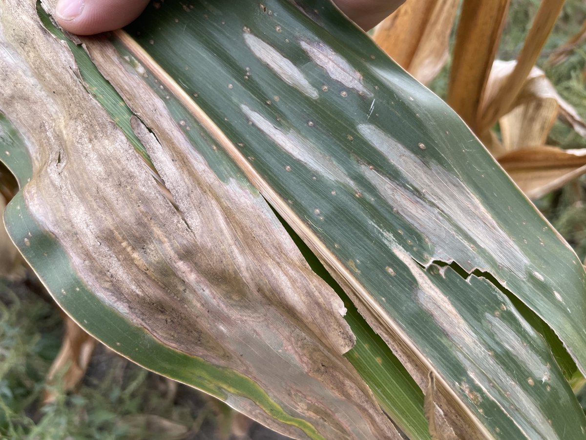 Crop Protection Network tweet media