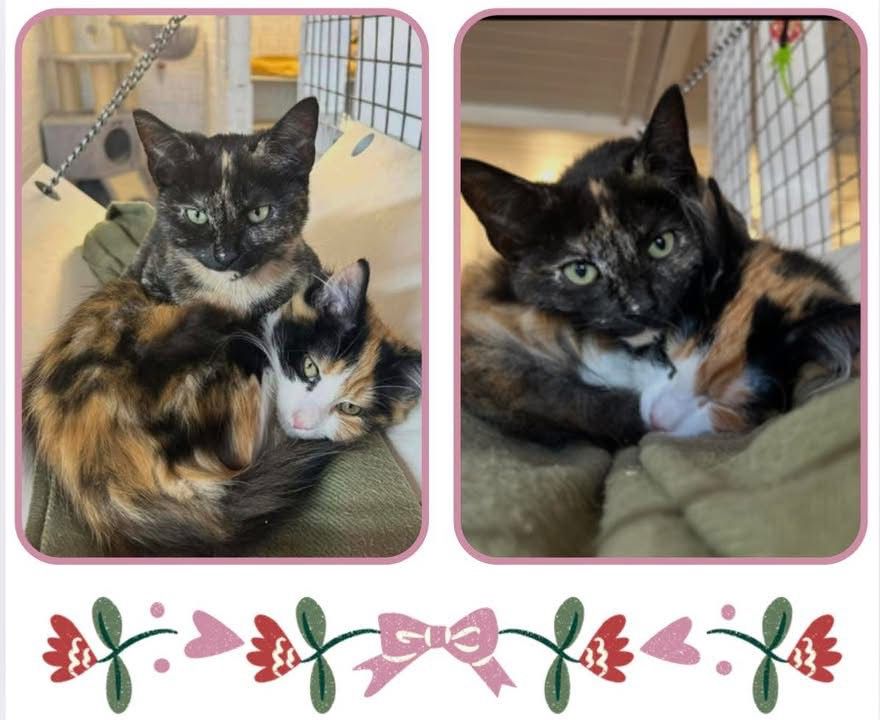 Redgate Farm Animal Sanctuary tweet media