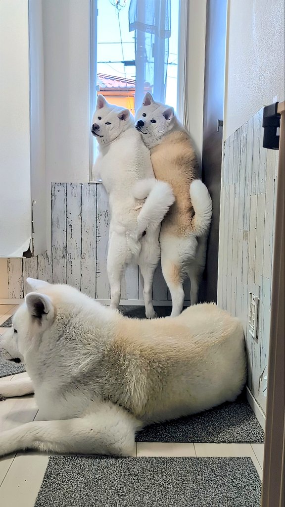 秋田犬こゆきと愉快な仲間達 (@kodomo4dog5) / Posts / X