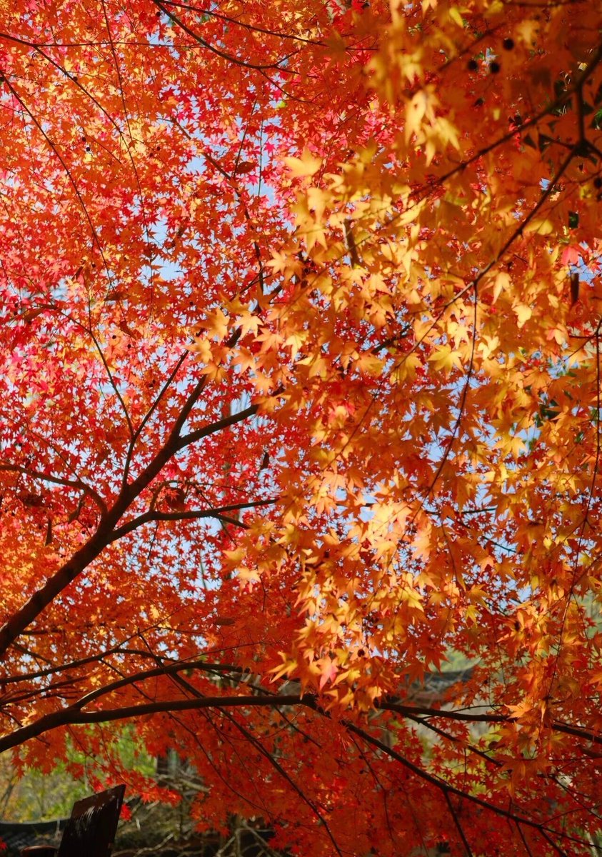 hangzhoufeel's tweet photo. 🍁 #Redmaple at Hupao Park are about to hit their most beautiful moment of the year. Visit now for the best shots📸: go on sunny days for richer colors and shoot in the morning or before 4 PM. #AutumnFoliage #AutumnVibes #BeautifulHangzhou https://t.co/GC7bBuEGyU