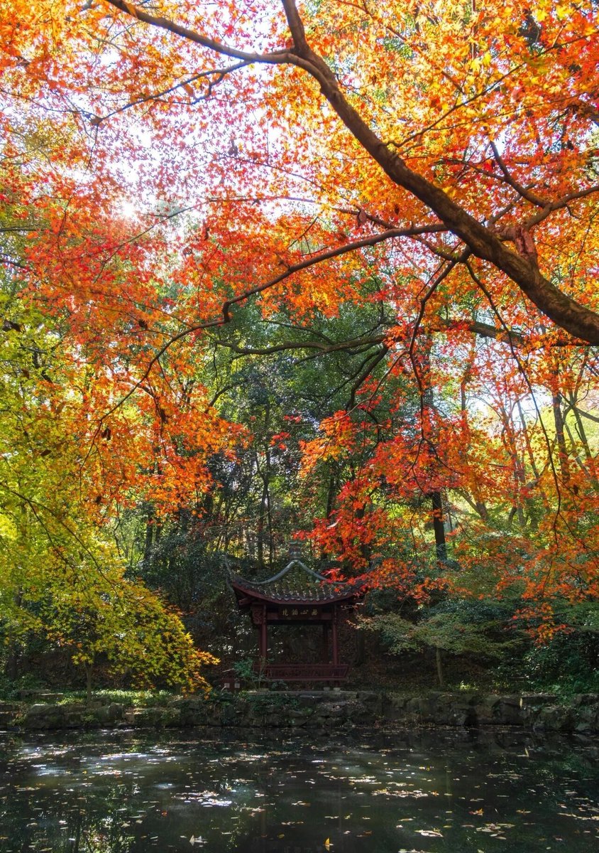 hangzhoufeel's tweet photo. 🍁 #Redmaple at Hupao Park are about to hit their most beautiful moment of the year. Visit now for the best shots📸: go on sunny days for richer colors and shoot in the morning or before 4 PM. #AutumnFoliage #AutumnVibes #BeautifulHangzhou https://t.co/GC7bBuEGyU