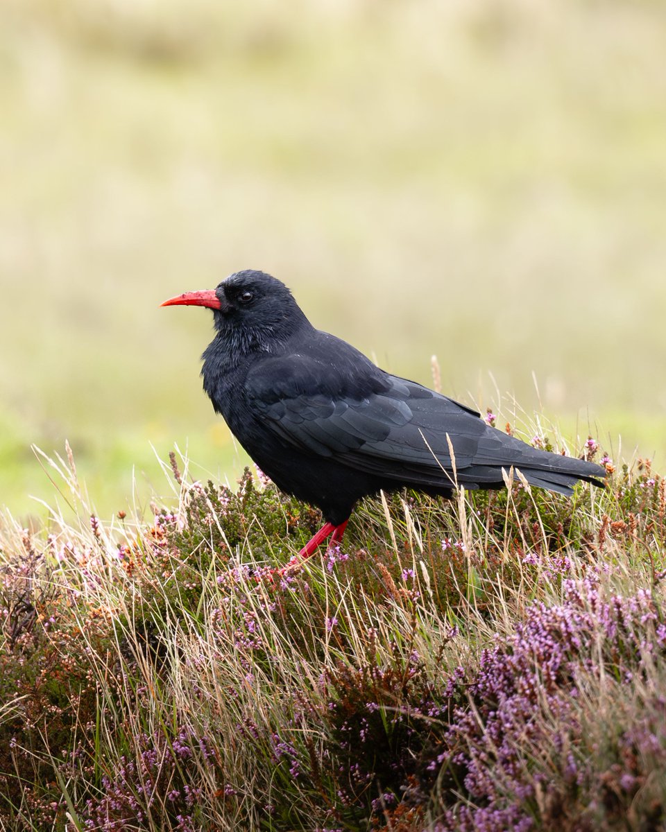 Red-billed chough is on the brink of disappearing from Scotland. Under 50 pairs remain on Islay &amp; Colonsay.
New study from ACT &amp; Scottish Chough Forum with <a href="/OfficialZSL/">ZSL</a> supported by @ScotGov &amp; <a href="/NatureScot/">NatureScot</a> shows urgent action needed. 
🔗  buff.ly/FgIMple 
📷 David Dinsley