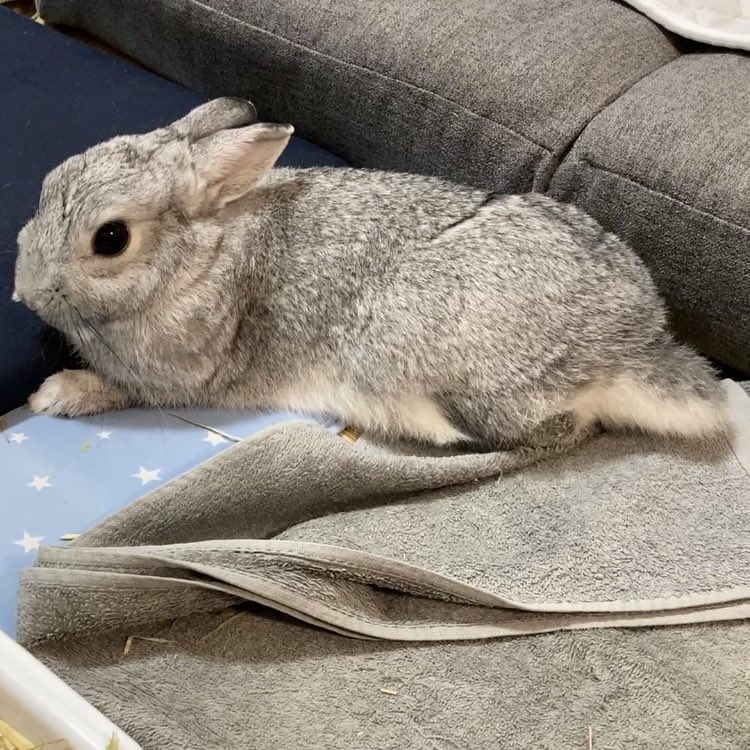 Post by account on X: #うさぎ