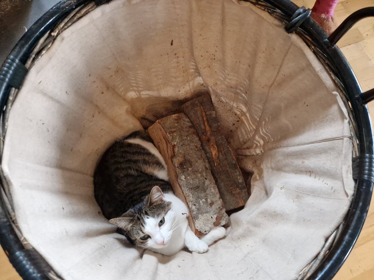 Tiny: Ich bin Brennholz!