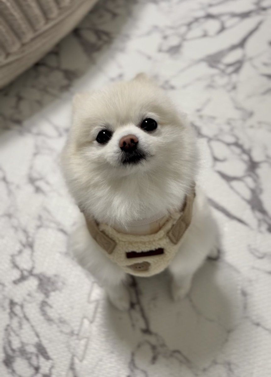 ぼく、ポメラニアンのぽんちゃん！ (@boku_ponchan) / Highlights / X