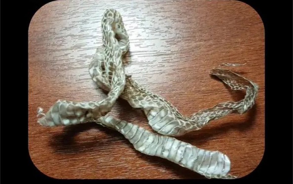 That moment when you find this cloth in your house, but you don't see the owner 😭 what will you do next ?