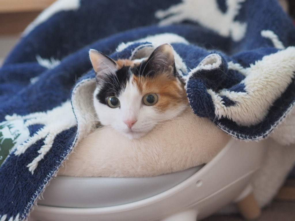 フーちゃん様ご確認ください 今朝のみーちゃん(=ΦÅΦ=)