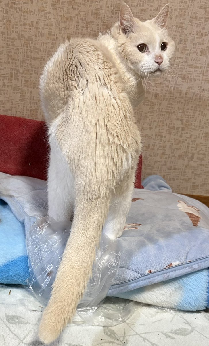 猫野ラーズ (@blaze_lawlight) / Posts / X