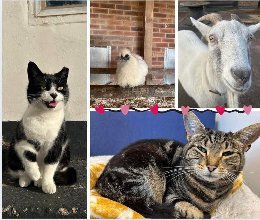 Redgate Farm Animal Sanctuary tweet media