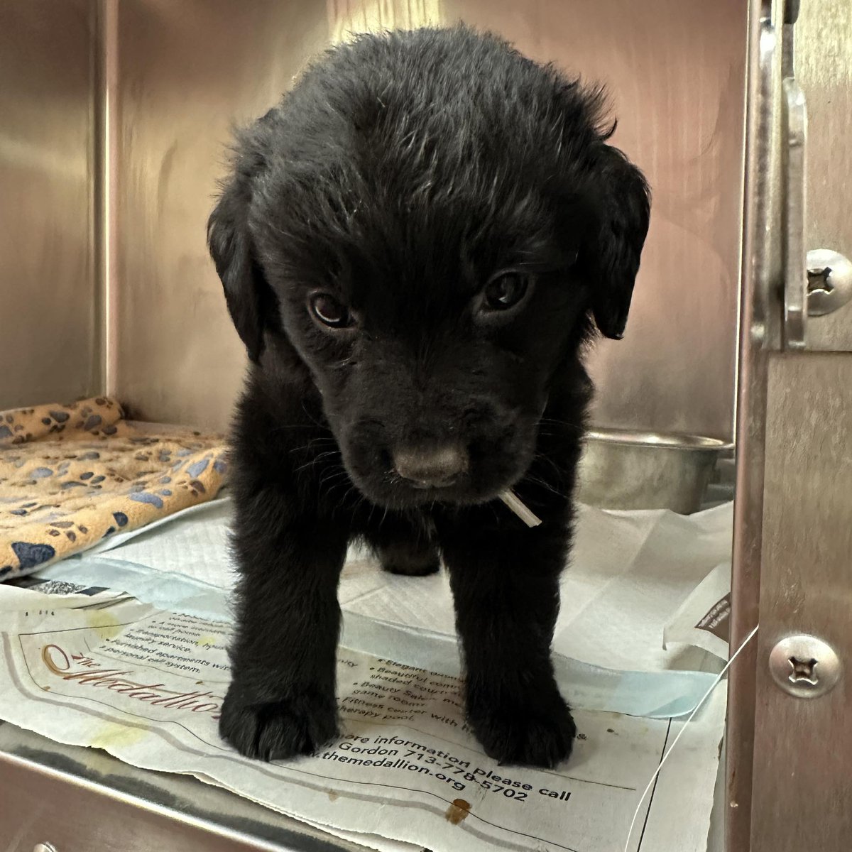 She’s only 5 weeks old — found in a ditch — and now the shelter has put her on the URGENT list. 💀

This should never be normal. This is not fair. 💔

🆘 Needs a RESCUE HOLD by 1 PM on 12/5 or she won’t make it.

💜🍼🐶 #A2047490
Stray | Aussie Mix | 4 weeks | 3 lbs
Houston, TX