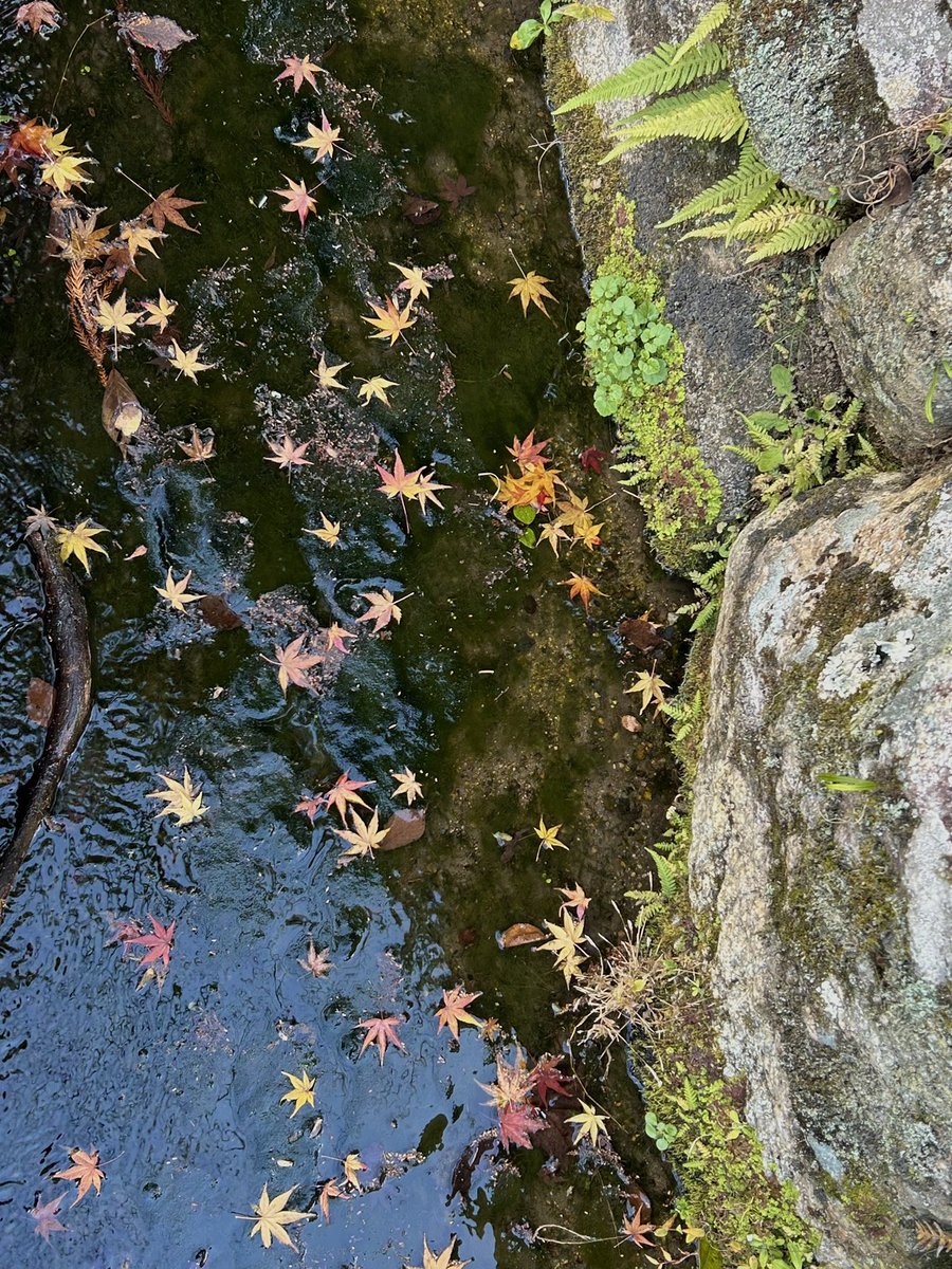 atelierLIB's tweet image. 南禅寺界隈。
泉屋博古館での鹿子木孟郎展へ。
帰り道、鹿子木ゆかりの関西美術院の前を通る。往時の風情が残る貴重な建物。