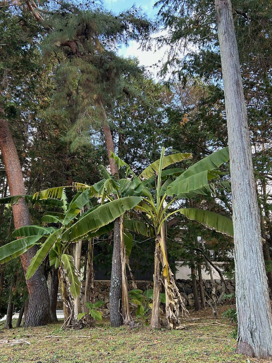 atelierLIB's tweet image. 南禅寺界隈。
泉屋博古館での鹿子木孟郎展へ。
帰り道、鹿子木ゆかりの関西美術院の前を通る。往時の風情が残る貴重な建物。