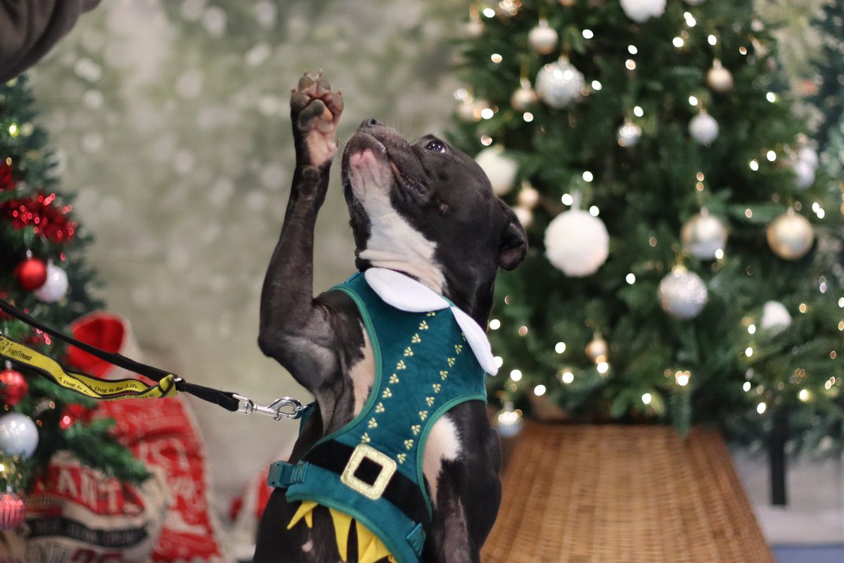 Paws up if you’re excited to meet Santa Paws this weekend! (Please note pre-booking is essential and this is fully booked.) Buddy the elf, aka Nova, is super excited! Nova is also hoping that her forever family may see her and fall in love with her, after our Christmas Fayre! 🥰