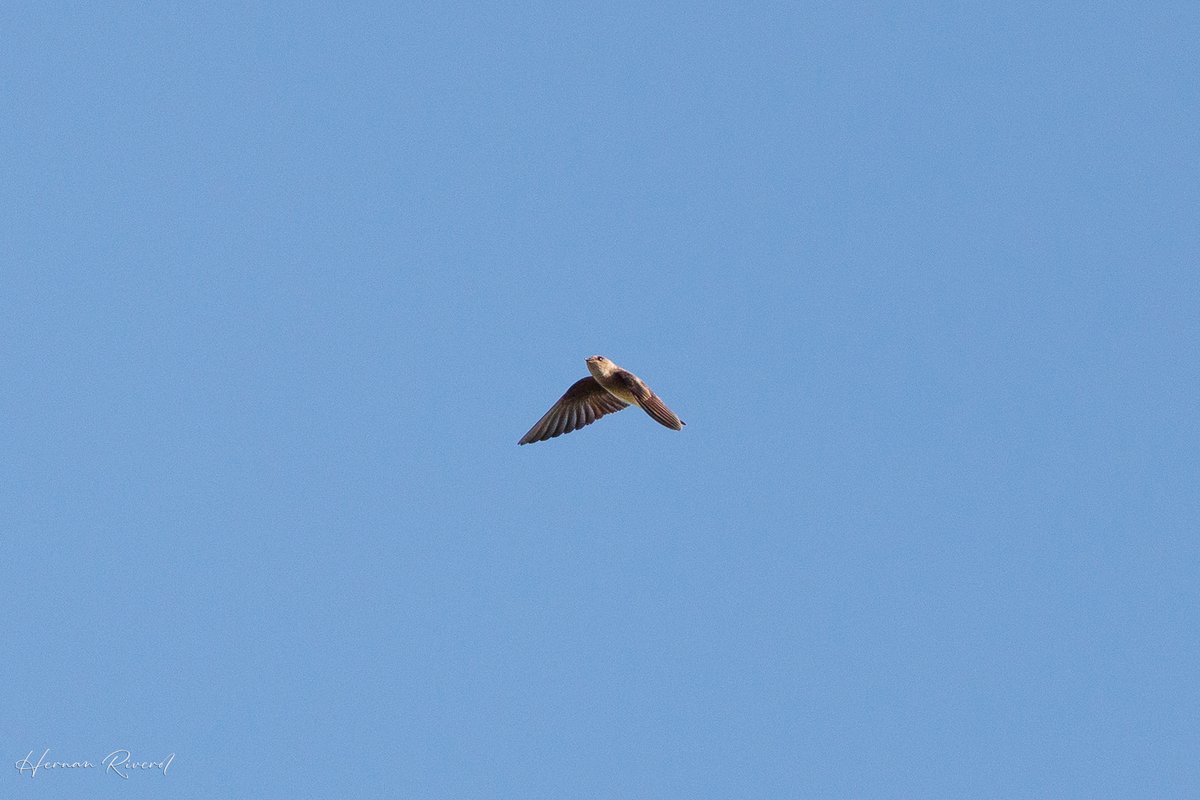 #flyday 
In this "Small in Frame" sequence, a Northern Rough-winged Swallow catches its prey and happily flies away.
Ladyville, Belize
November 2025
#BirdsOfBelize #BirdsSeenIn2025 #birds #birdwatcher #BirdsOfX #BirdsOfTwitter